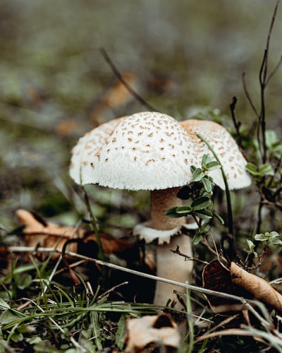 特写摄影中的白色和棕色蘑菇